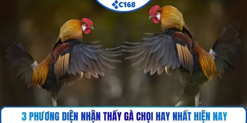 3 phương diện nhận thấy gà chọi hay nhất hiện nay